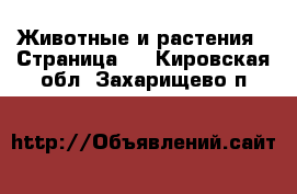  Животные и растения - Страница 2 . Кировская обл.,Захарищево п.